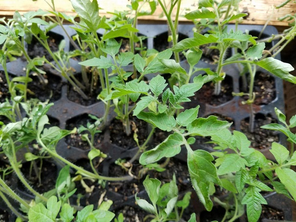 tomato sprouts